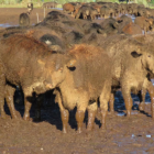 A Southland grazing company has been fined for allowing cattle to exist in "appalling" muddy...