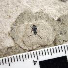 A new ant was discovered on scientists’ first return to Otago’s Foulden Maar after the area was...