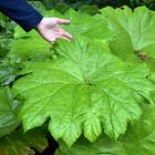 Astilboides tabularis can be found in the Dunedin Botanic Garden upper garden, growing in the...