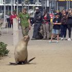 Five-year-old sea lion Tui makes her way back to St Clair Beach yesterday, watched by members of...
