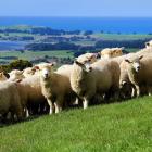Wool revenue has been forecast to soften by 2% in 2023-24. PHOTO: STEPHEN JAQUIERY