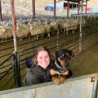 VetEnt Alexandra graduate veterinarian Nicole Williams, with huntaway Dot, on a farm in the...