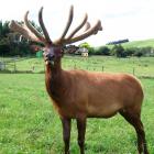 Tikana 3-year-old wapiti bull Mitey Green 128 sold for $46,000 in Browns last week. PHOTOS: SUPPLIED