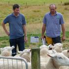 Trevor Potter (left), of Pukerau, and Peter Gardyne, of Knapdale, inspect some of the 1100 sheep...