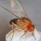 Researchers have found a hinge-like structure within the ears of a fruit fly that can control its...