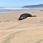 A sea lion found dead at Tautuku Beach last month. PHOTO: STEPHEN JAQUIERY