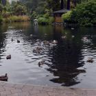 Violence erupted at the Dunedin Botanic Garden duck pond. Photo: ODT Files