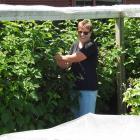 Sharon Fitzgerald tidies up her raspberry canes. She was very proud of her raspberry crop this...