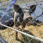 Pigs were back with the boar classes keenly contested. 