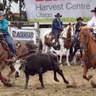 Snaring a steer in the open team roping event at the Outram Rodeo on Waitangi Day is Pat McCarthy...