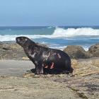 A male sea lion seen near Brighton on Saturday, with a "gnarly" shark-bite, is expected to...