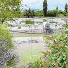 Discharges from the Shotover Wastewater Treatment Plant create extensive ponding beyond the plant...