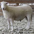 Tarata Hills ram 117/23 sold for $9500 in South Hillend. PHOTOS: KIRSTY HAYR
