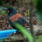 Until recently, opportunities to share habitat with tīeke on the mainland have been extremely...