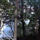 A pair of beech trees have been marked for removal by the University of Otago because of hygiene...