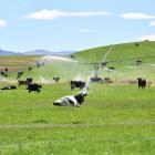 The dairy farming industry in New Zealand has gone from a growth phase to stable mode. PHOTO:...