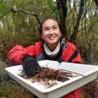 Post-doctoral researcher Dr Amy Liu of Monash University Auckland sifting leaf litter for...