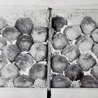 A tray of "Million Dollar" variety peaches grown by Mr R. Kinnaird, of Viola Orchard, Earnscleugh...