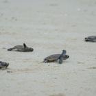 Endangered baby turtles evacuated from ex-tropical cyclone Alfred's line of fire have been safely...