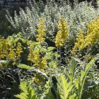 Herbs used as companion plants can help manage aphids naturally. PHOTO: GERARD O'BRIEN