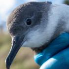 An injured Hutton’s shearwater receives medical attention. Photo: Supplied by Sabrina Luecht,...