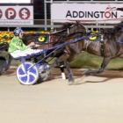 Muscle Mountain will attempt to win the group 1 Fred Shaw Memorial New Zealand Trotting...