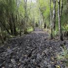 A part of the Rakiura track photographed in early February this year. PHOTO: ALLTRAILS.COM