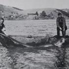 A 12-foot whip-tail shark, caught by Benjamin and Joseph Drake outside the Pūrākaunui bar. —...