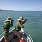 Department of Conservation Te Papa Atawhai staff use a dart gun to collect biopsy samples from a...