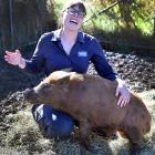 SPCA inspector Alana Cowper with Pumbaa, the highly excitable Captain Cooker/kunekune-cross pig...