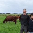 Paul and Isabel Murphy are selling their Shorthorn cows and calves near Invercargill this week....
