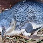 Ōamaru hasn't seen blue penguin eggs this early before. Photo: Supplied