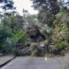 Lines companies spent more than $67 million in 2024 managing trees. File photo: Supplied / Vector