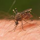 The virus is transmitted by mosquitoes.