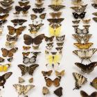 A tropical butterfly display in the Animal Attic. Tūhura Otago Museum Collection.