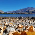 Wai Wānaka is hosting a beach cleanup at Lake Wānaka on Earth Day. PHOTO: ALLIED PRESS FILES 