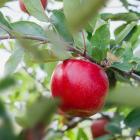 T&amp;G has just announced the first planting of its new Joli apple variety in Canterbury. Photo:...