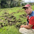 Kumara resident Phil Payne is calling for action to cull the wild boars that are destroying...