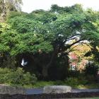 Phellodendron amurense, the Amur cork tree, is located in the upper garden at the Dunedin Botanic...