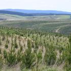 The practice of destocking land to plant trees, labelled a scam by one critic, was clamped down...