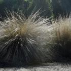 The plantings of red tussocks will soon be extended in the native plant area at the Dunedin...