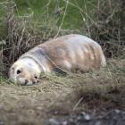 The pup nests are near a grass verge a metre from the road near Hoopers Inlet. 