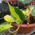 Philodendron hederaceum 'Brasil'. PHOTO: ALISHA SHERRIFF