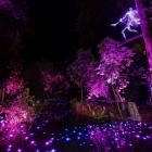 Queenstown’s Kiwi Park is hosting ‘‘Luma Enchanted’’ from tonight until the end of winter. PHOTO:...