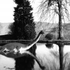 An image of the mythical creature at the Loch Ness Monster Museum. Photo: ODT files
