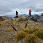 Aciphylla aurea, also known as golden spaniard or golden speargrass. PHOTOS: KATE CALDWELL/JESS...