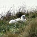 A northern royal albatross (toroa) chick sits on its nest at the albatross colony at Taiaroa Head...
