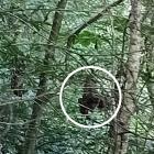  Bat, leaves, rubbish bag or black undies? PHOTO: SUPPLIED
