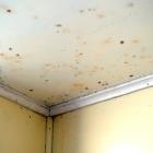 Mould on the walls and ceiling of a student flat. PHOTO: ODT FILES