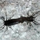 Belgica antarctica, Antarctica’s only endemic insect and a harmless true fly; female left, male...